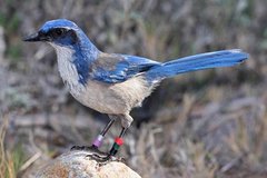 Island Scrub-Jay Island Scrub-Jay